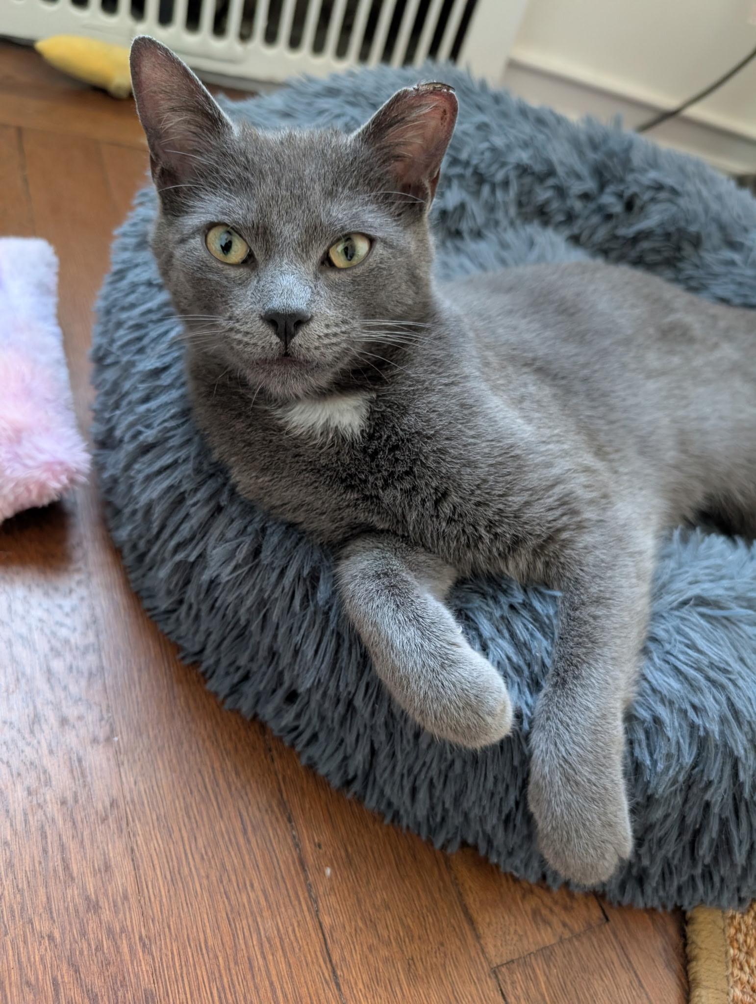Sylvie, a Adoptable Domestic Short Hair in Brooklyn, NY image 1/4