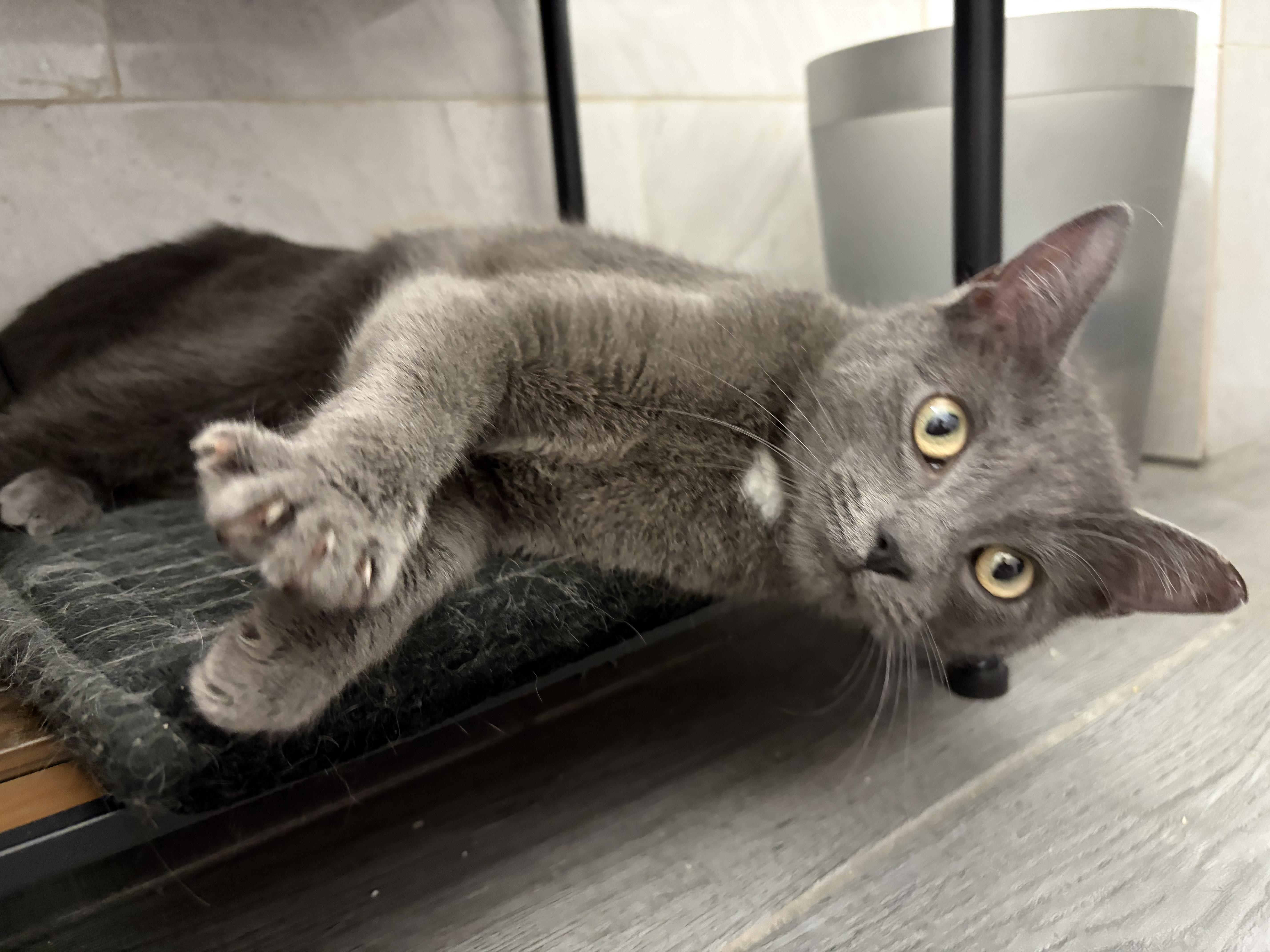 Sylvie, a Adoptable Domestic Short Hair in Brooklyn, NY image 3/4