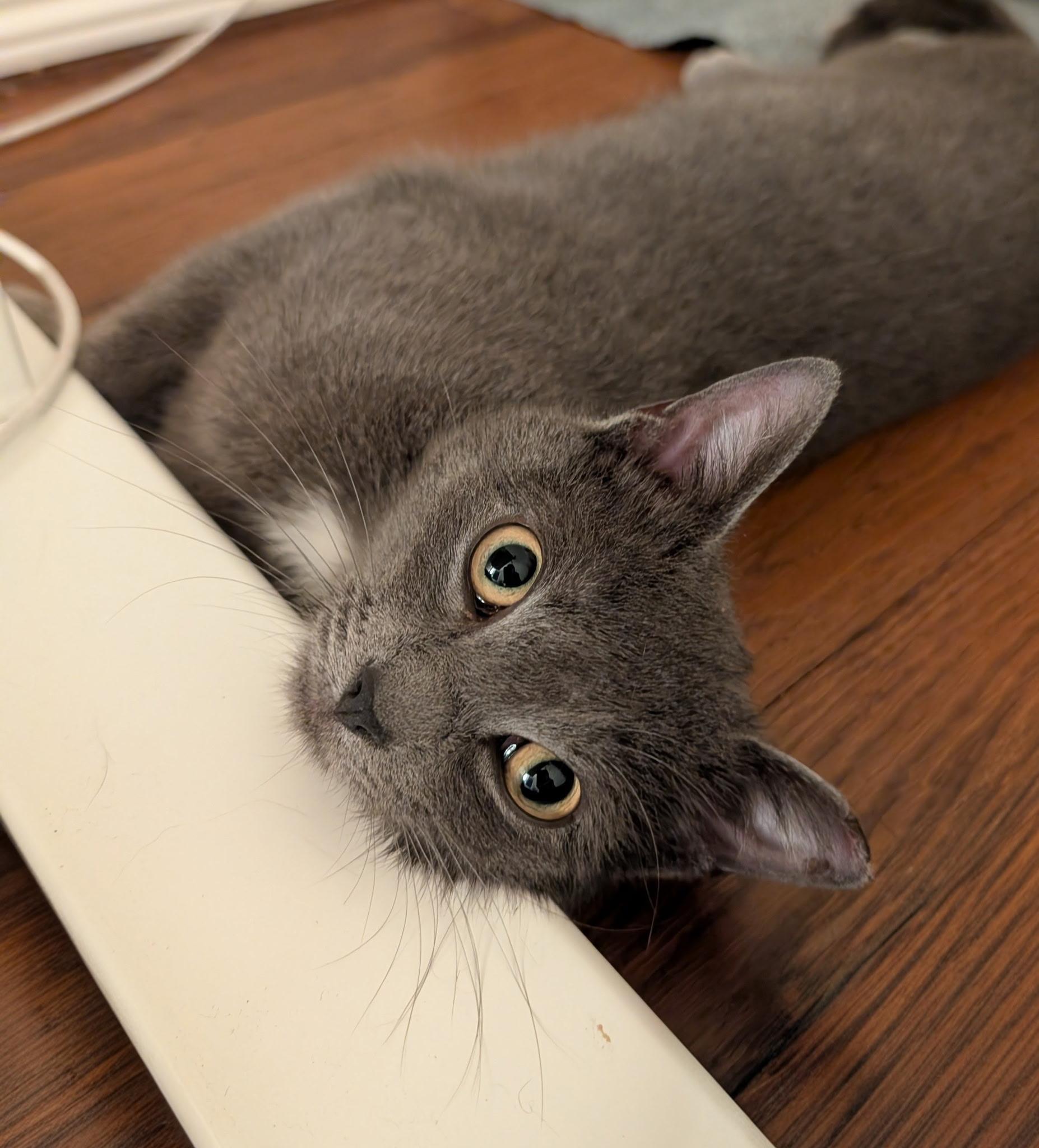 Sylvie, a Adoptable Domestic Short Hair in Brooklyn, NY image 4/4