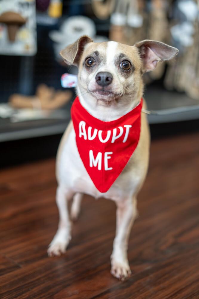Milo (bonded with Leo), Adoptable, Adult Male Chihuahua.