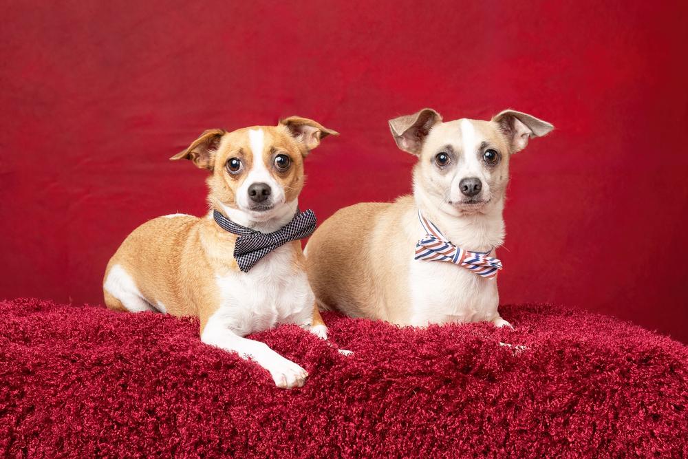 Milo (bonded with Leo), a Adoptable mixed breed in Frisco, TX image 3/5