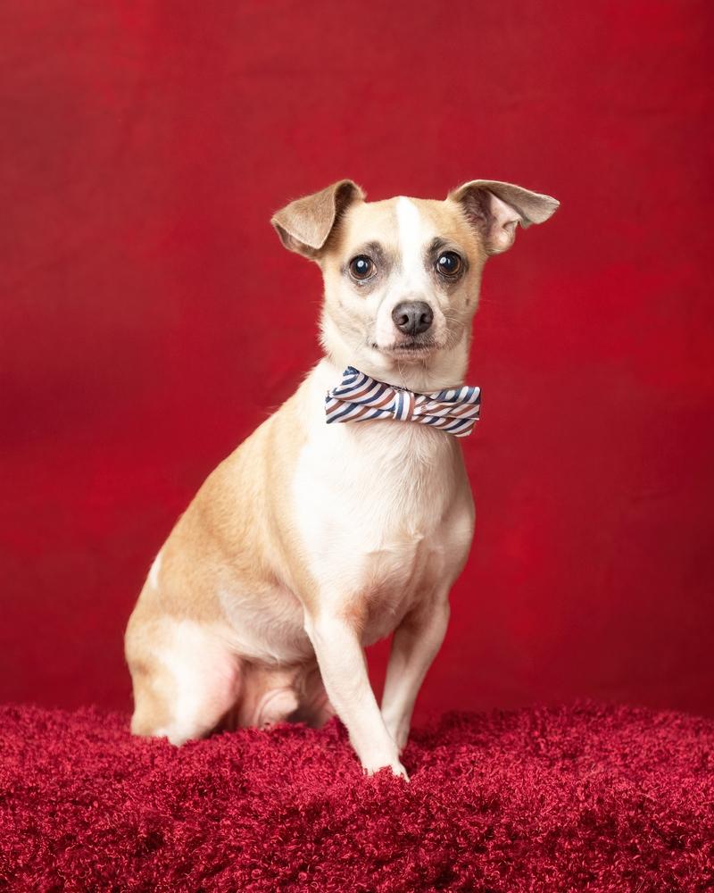 Milo (bonded with Leo), a Adoptable mixed breed in Frisco, TX image 4/5
