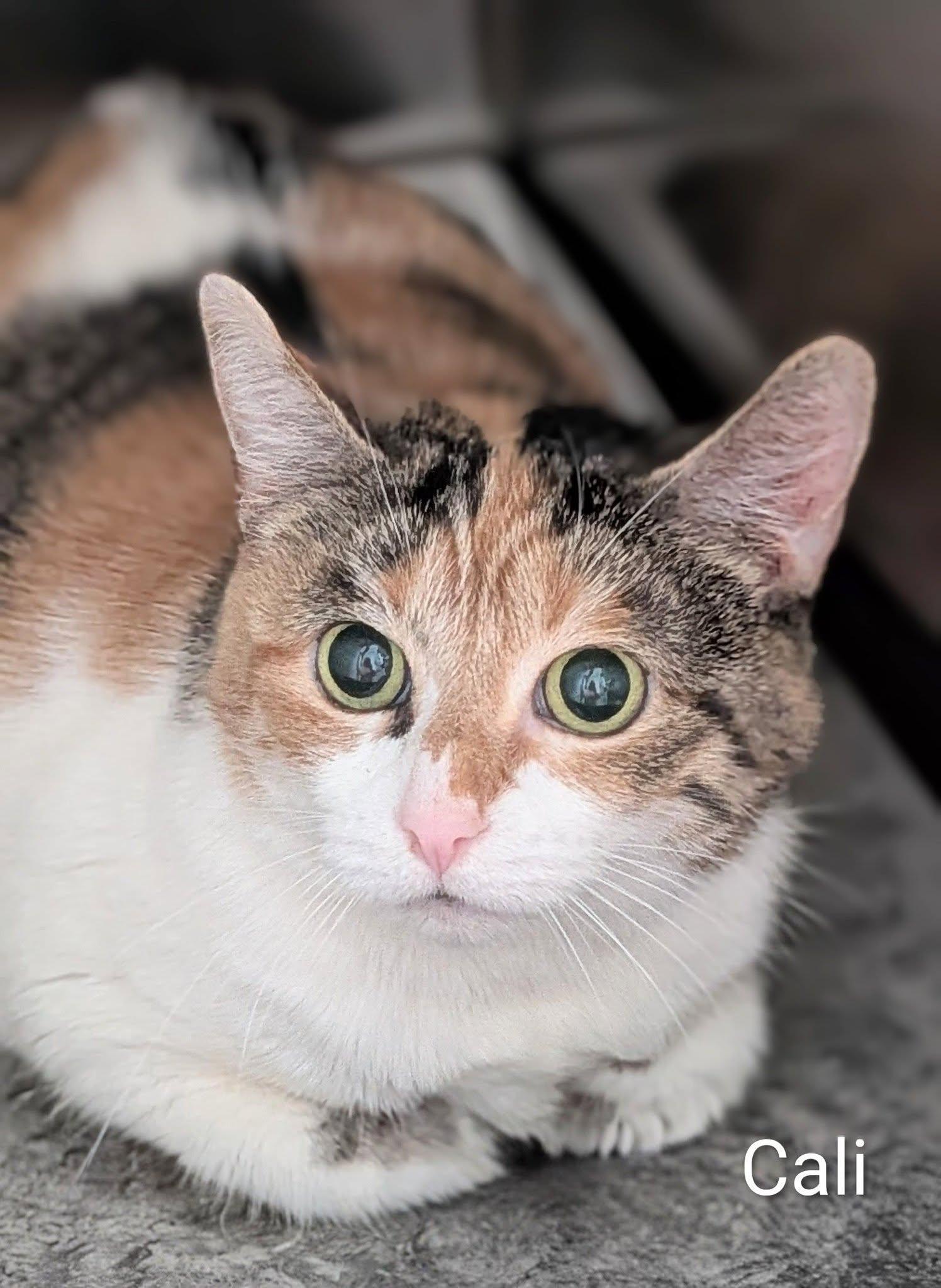 Enlarge Cali, a ADOPTABLE Domestic Short Hair in Flint, MI image 1/1