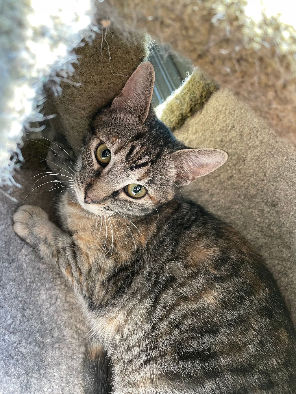 Enlarge Jinx, a Adoptable Domestic Short Hair in Franklinville, NJ image 1/2