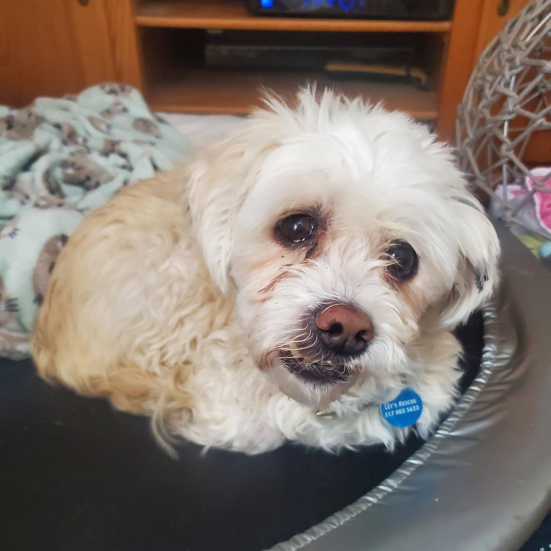 Jasper - COMING SOON, ADOPTABLE, Senior Male Cockapoo.