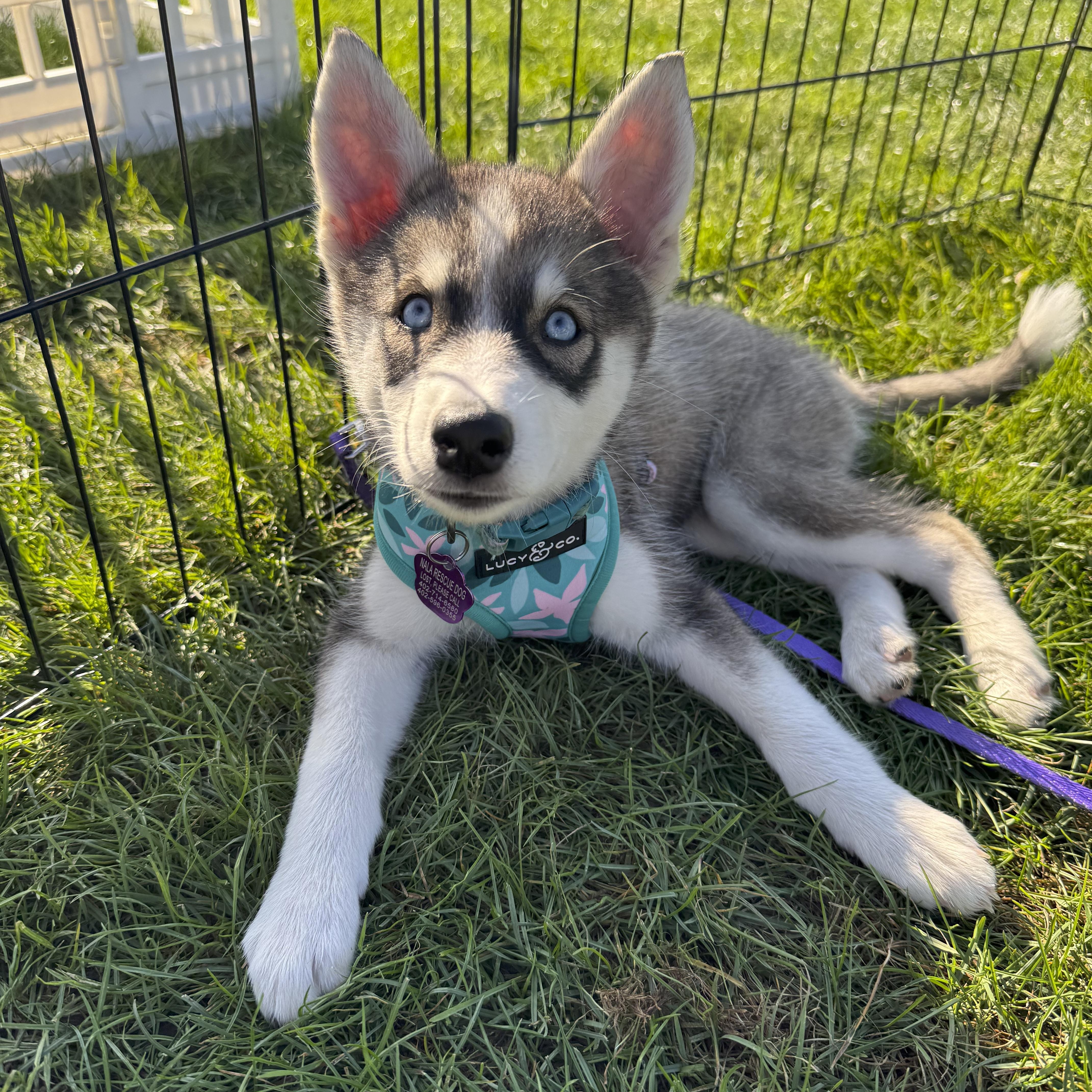 Penelope