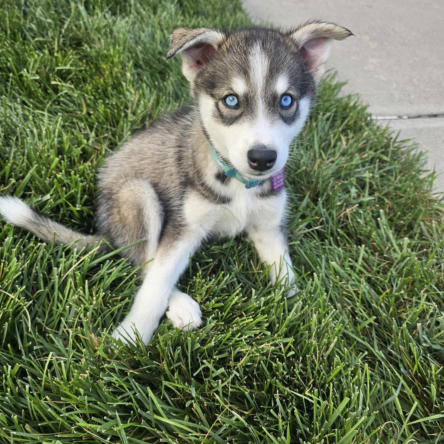 Penelope