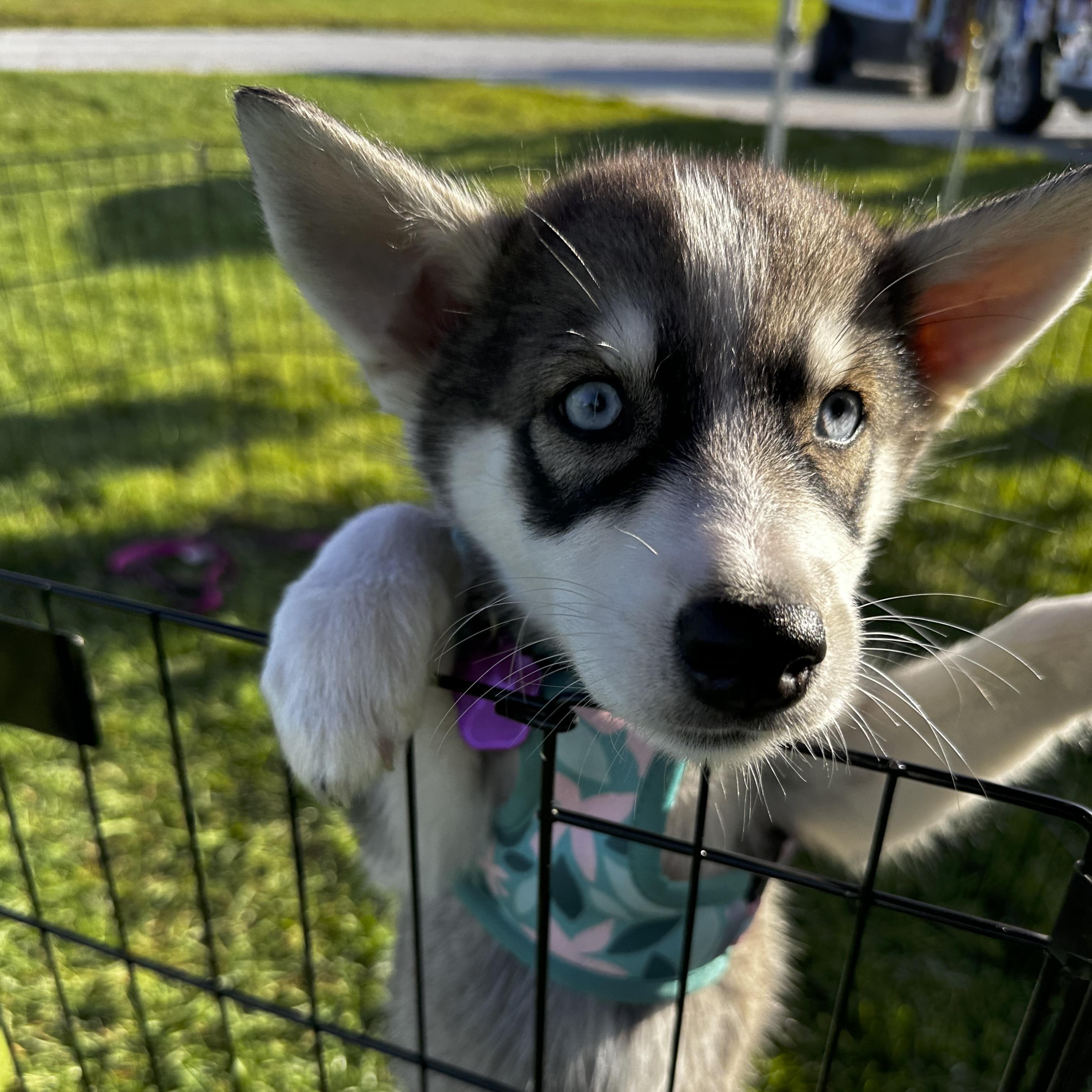 Penelope