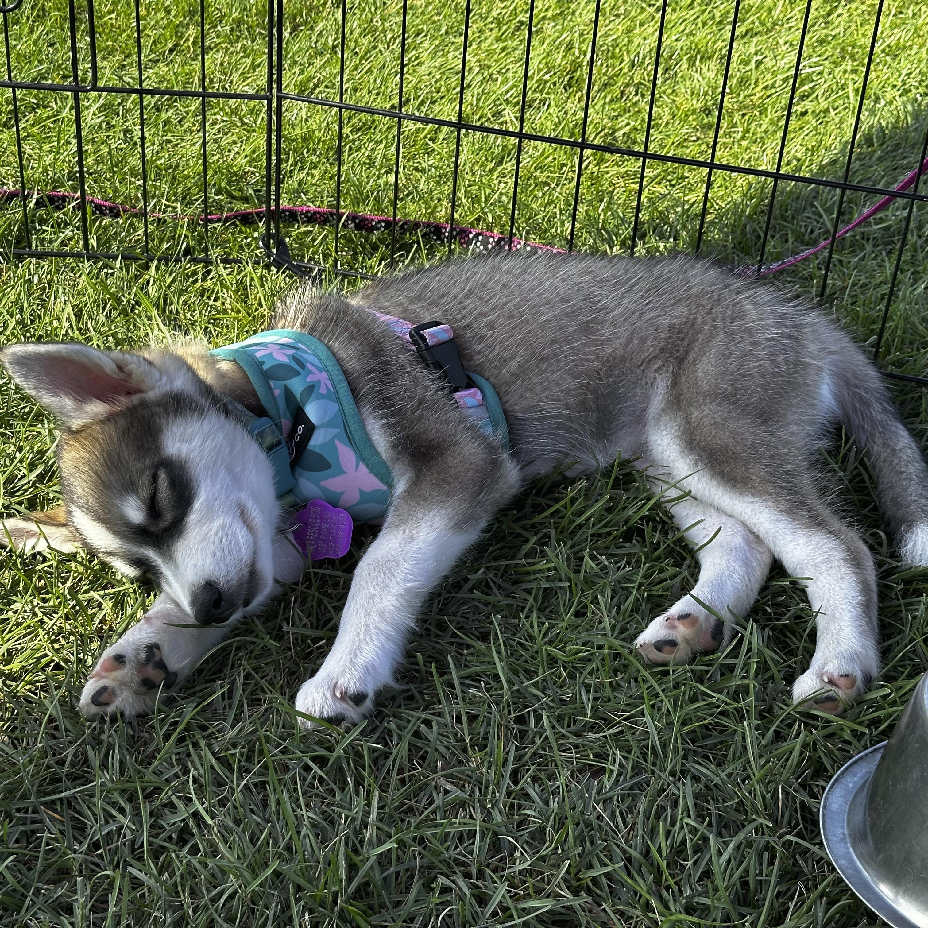 Penelope