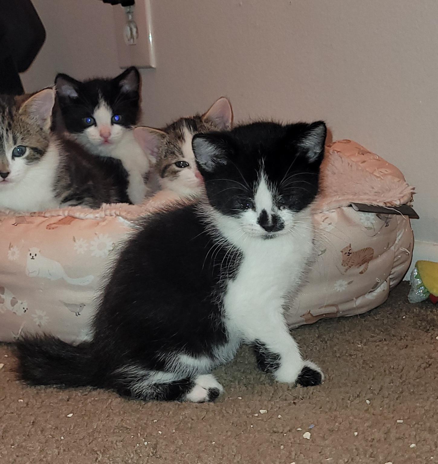 Enlarge Ollie (M), a Adoptable Tuxedo in Santa Clarita, CA image 5/6