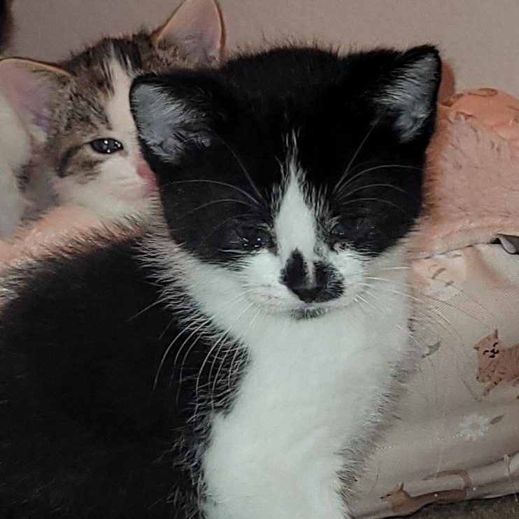 Ollie (M), Adoptable, Kitten Male Tuxedo.