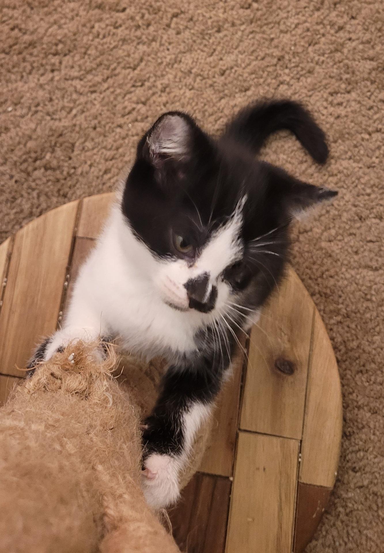 Enlarge Ollie (M), a Adoptable Tuxedo in Santa Clarita, CA image 2/6