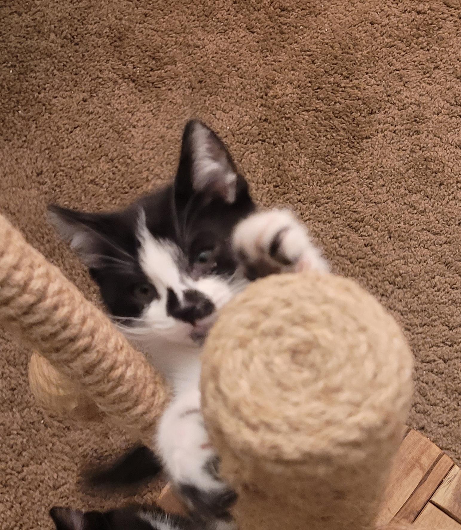 Enlarge Ollie (M), a Adoptable Tuxedo in Santa Clarita, CA image 3/6