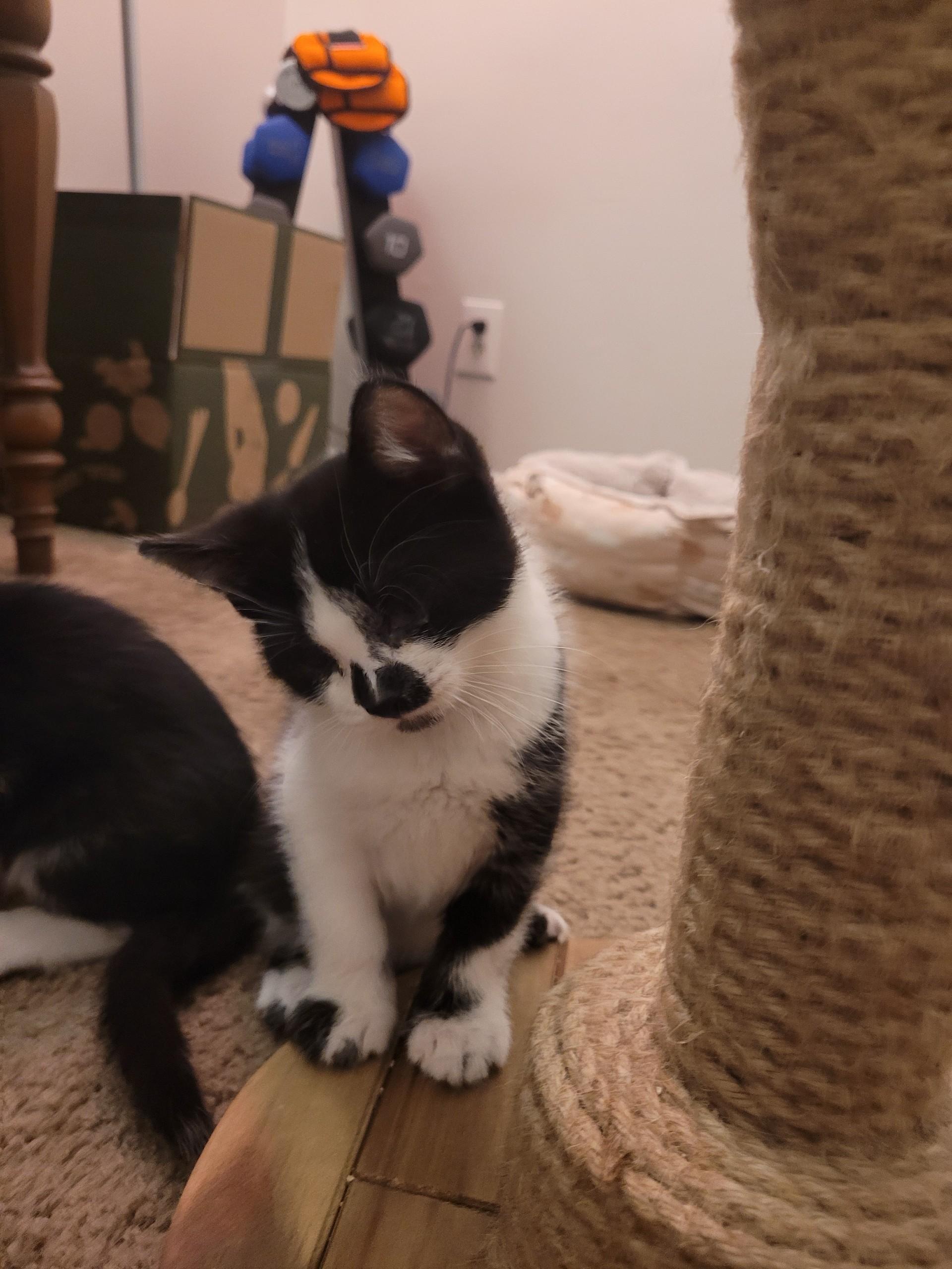 Enlarge Ollie (M), a Adoptable Tuxedo in Santa Clarita, CA image 4/6