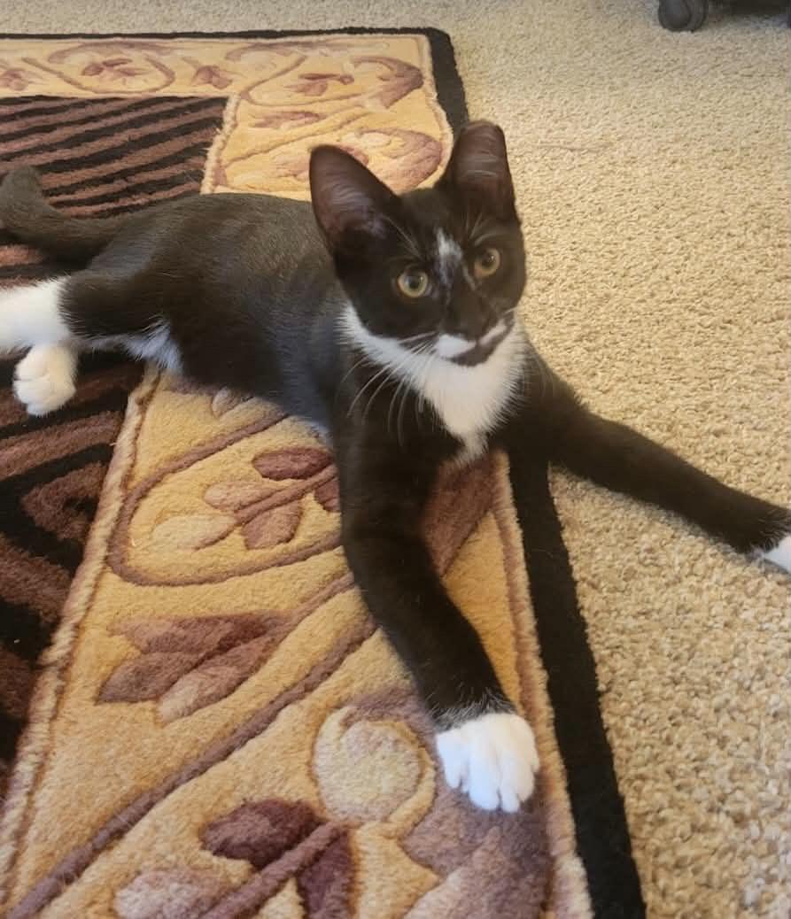 Robin, Adoptable, Kitten Male Domestic Short Hair.