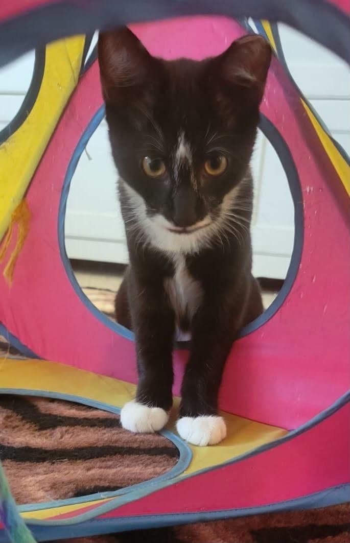 Enlarge Robin, a Adoptable Domestic Short Hair in Beltsville, MD image 2/3