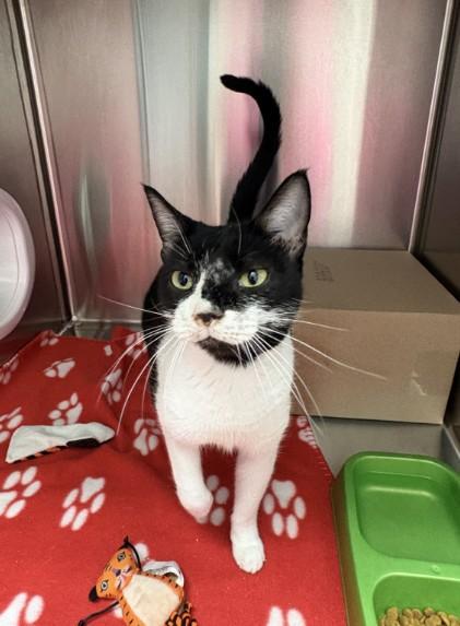 MS. MOO MOO, Adoptable, Adult Female Domestic Short Hair.