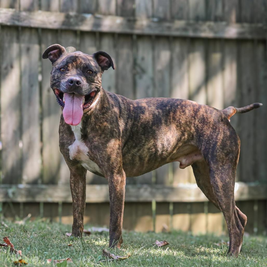 Brutus, Adoptable, Adult Male Pit Bull Terrier & Pit Bull Terrier.