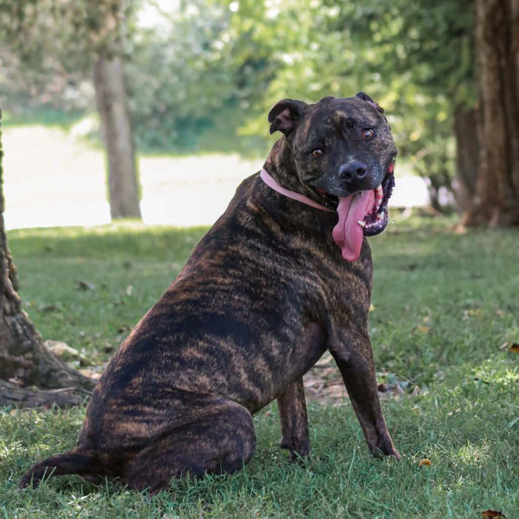 Enlarge Brutus, a Adoptable mixed breed in Madisonville, KY image 2/5