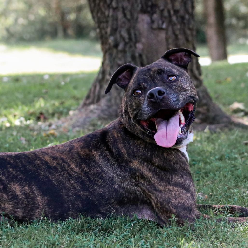 Enlarge Brutus, a Adoptable mixed breed in Madisonville, KY image 3/5