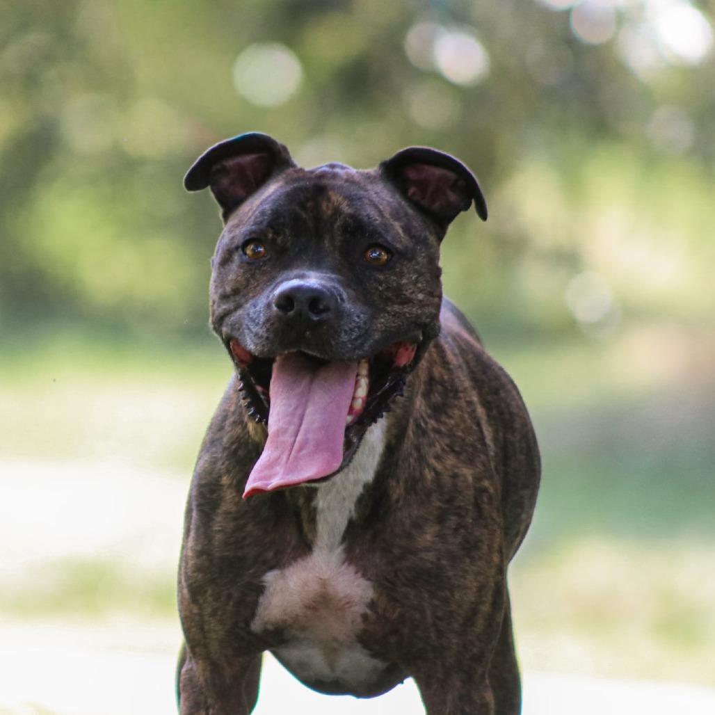 Enlarge Brutus, a Adoptable mixed breed in Madisonville, KY image 4/5