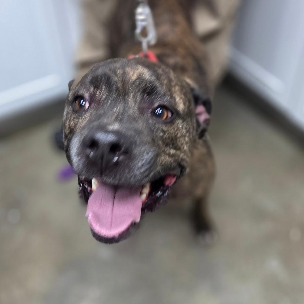 Enlarge Brutus, a Adoptable mixed breed in Madisonville, KY image 5/5