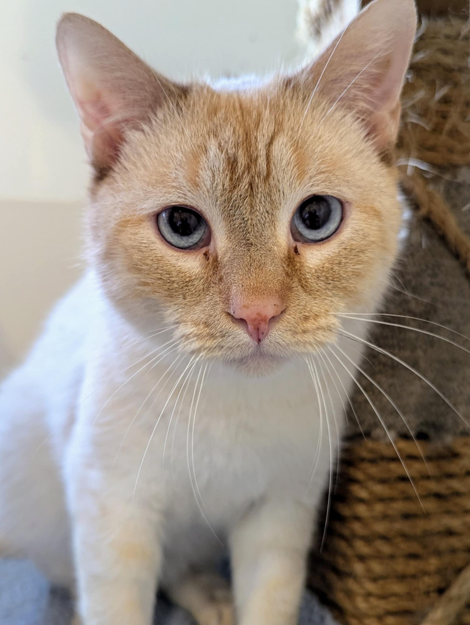 Washington, Adoptable, Adult Male Siamese.