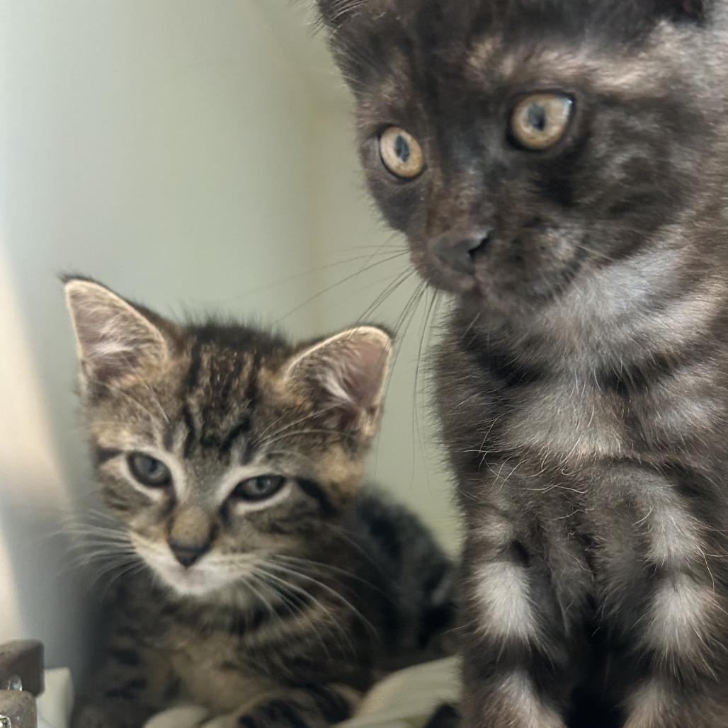 Cinnamon, Adoptable, Kitten Male Domestic Short Hair.