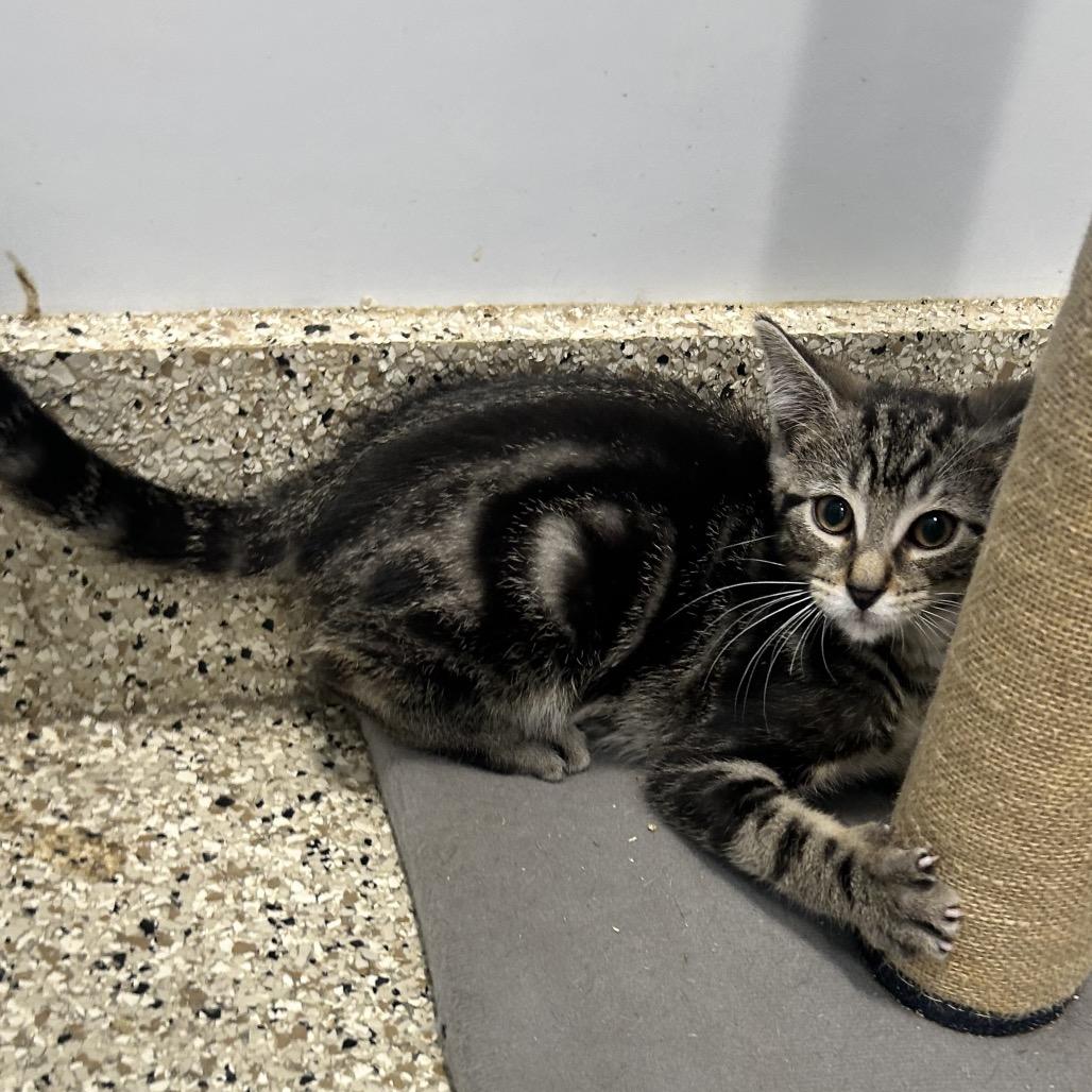 Enlarge Cinnamon, a Adoptable Domestic Short Hair in Middletown, NY image 2/4
