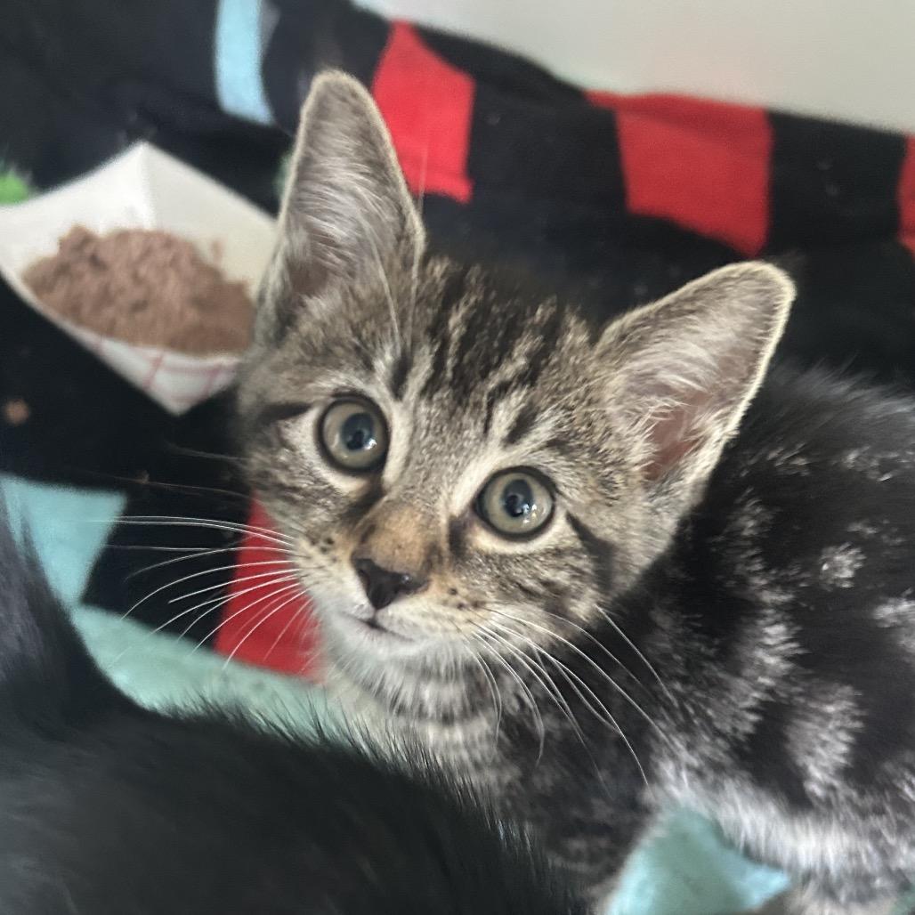 Enlarge Cinnamon, a Adoptable Domestic Short Hair in Middletown, NY image 3/4