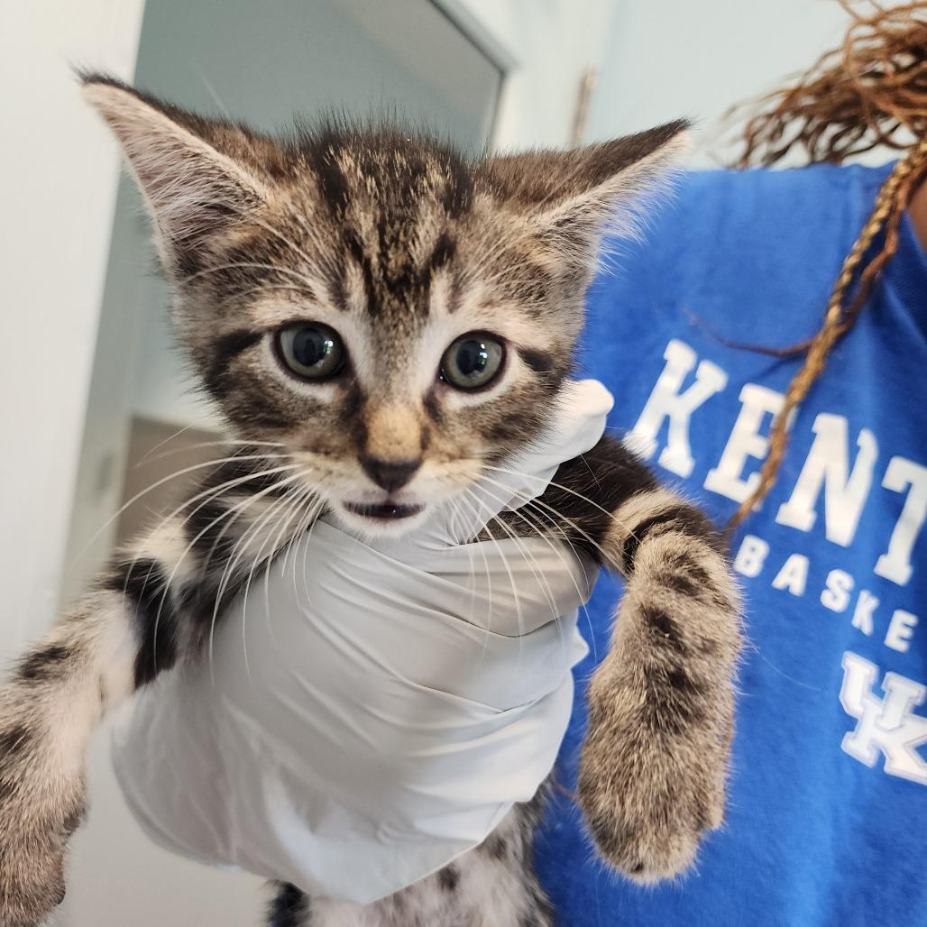 Enlarge Cinnamon, a Adoptable Domestic Short Hair in Middletown, NY image 4/4