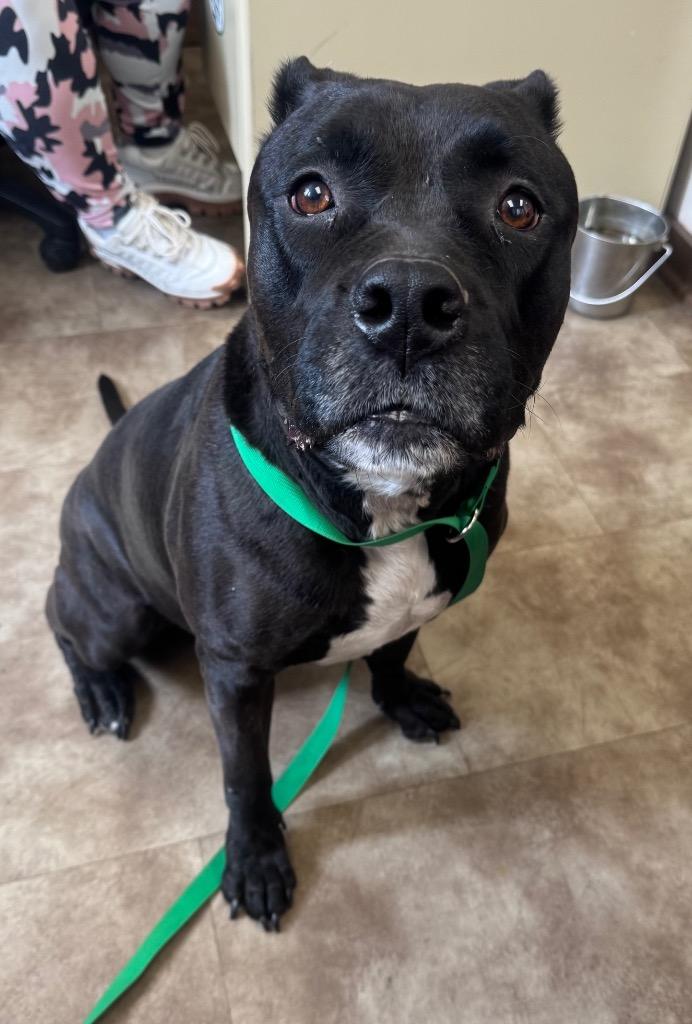 Tori, Adoptable, Adult Female Pit Bull Terrier & Cane Corso.