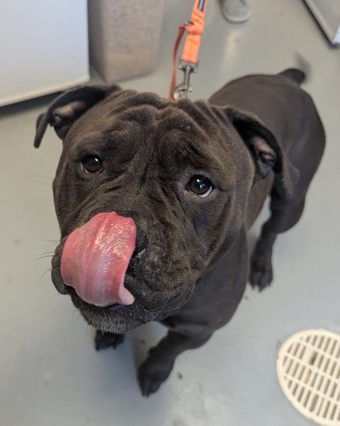 Titan, Adoptable, Young Male English Bulldog & Terrier.