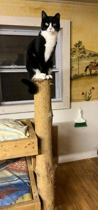 Ellie, Adopted, Adult Female Tuxedo & Domestic Short Hair.