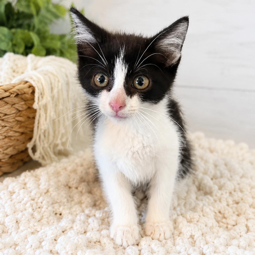 Enlarge Shovel, a Adoptable Domestic Short Hair in Pittsburg, KS image 1/1