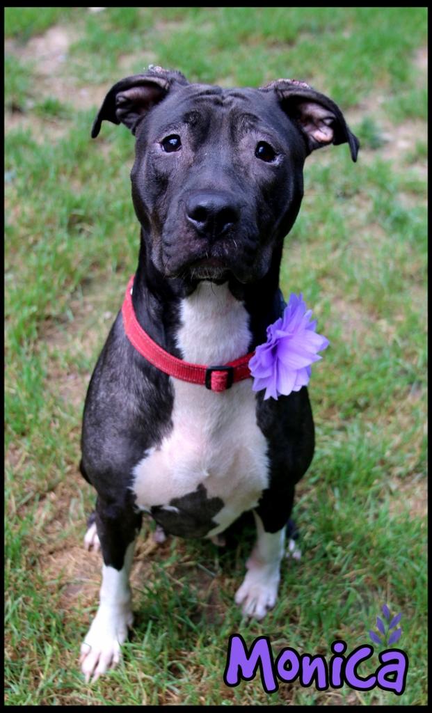 Enlarge Monica, a Adoptable mixed breed in Shippenville, PA image 2/6