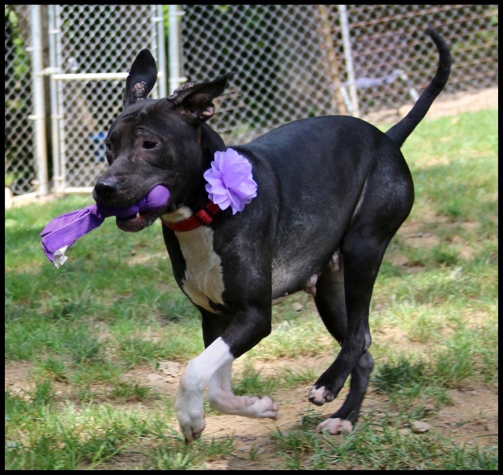 Enlarge Monica, a Adoptable mixed breed in Shippenville, PA image 4/6