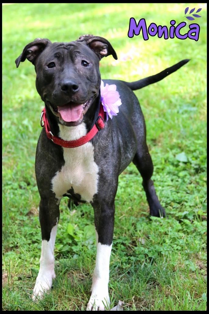 Monica, Adoptable, Adult Female Labrador Retriever & Terrier.