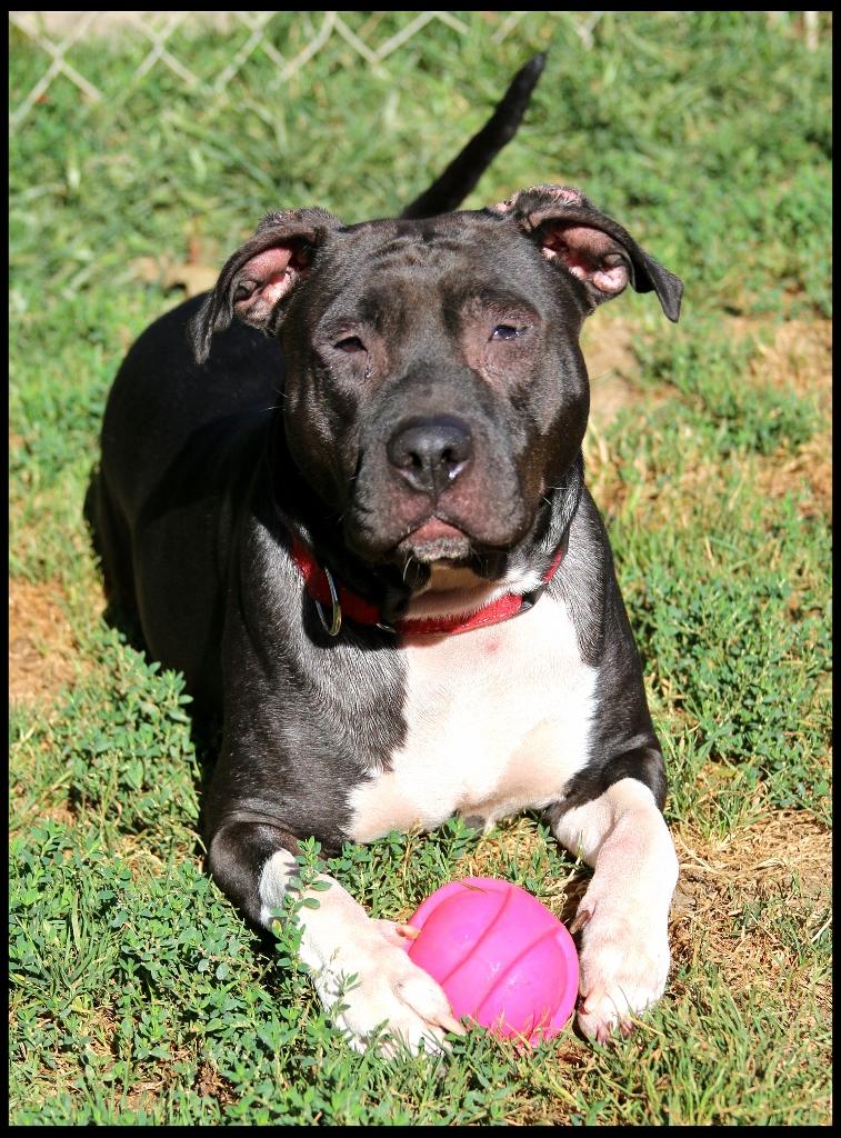 Enlarge Monica, a Adoptable mixed breed in Shippenville, PA image 6/6