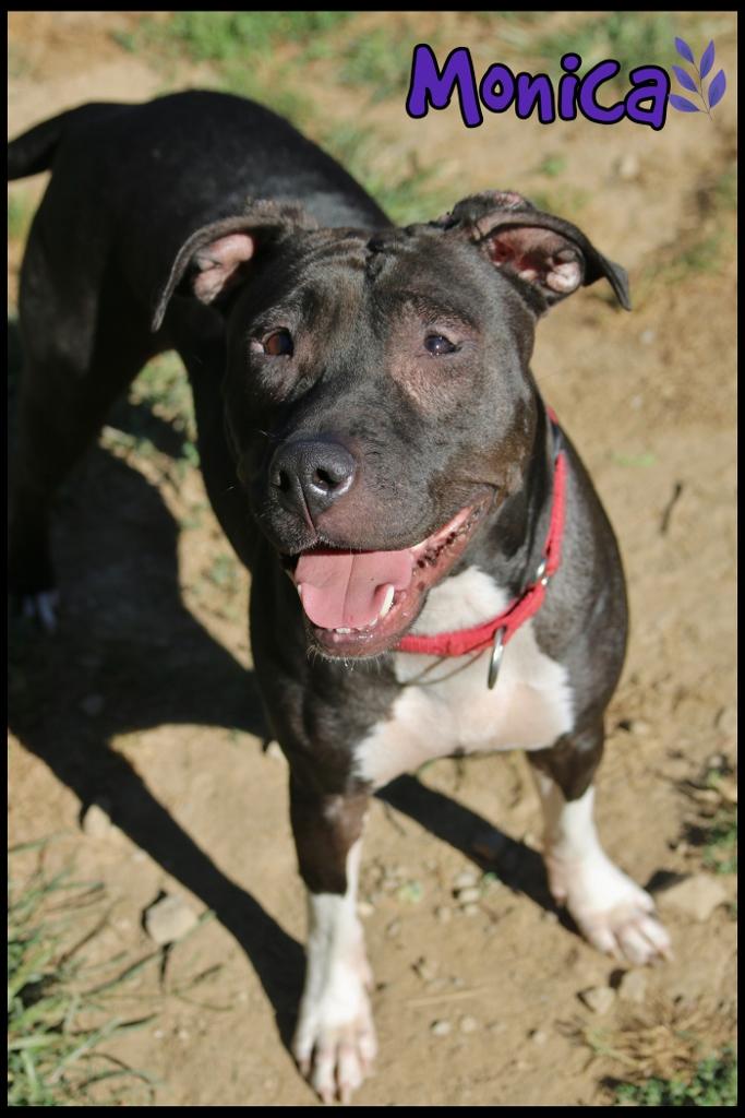 Enlarge Monica, a Adoptable mixed breed in Shippenville, PA image 3/6