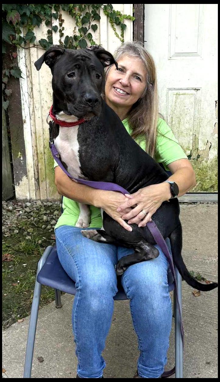 Enlarge Monica, a Adoptable mixed breed in Shippenville, PA image 5/6