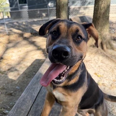 Thor, an adopted mixed breed in Shelbyville, IN image 1/2