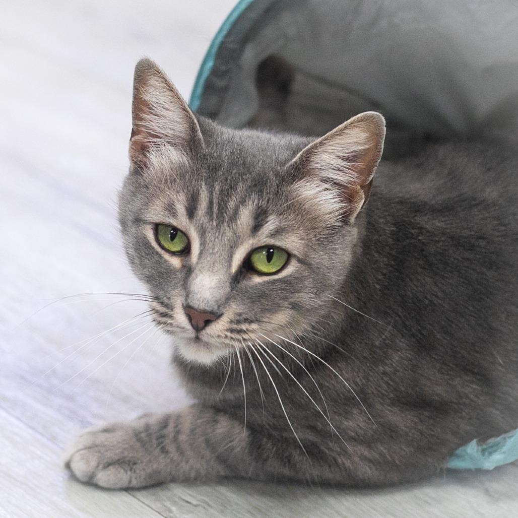 Azalea, Adoptable, Adult Female Domestic Short Hair.
