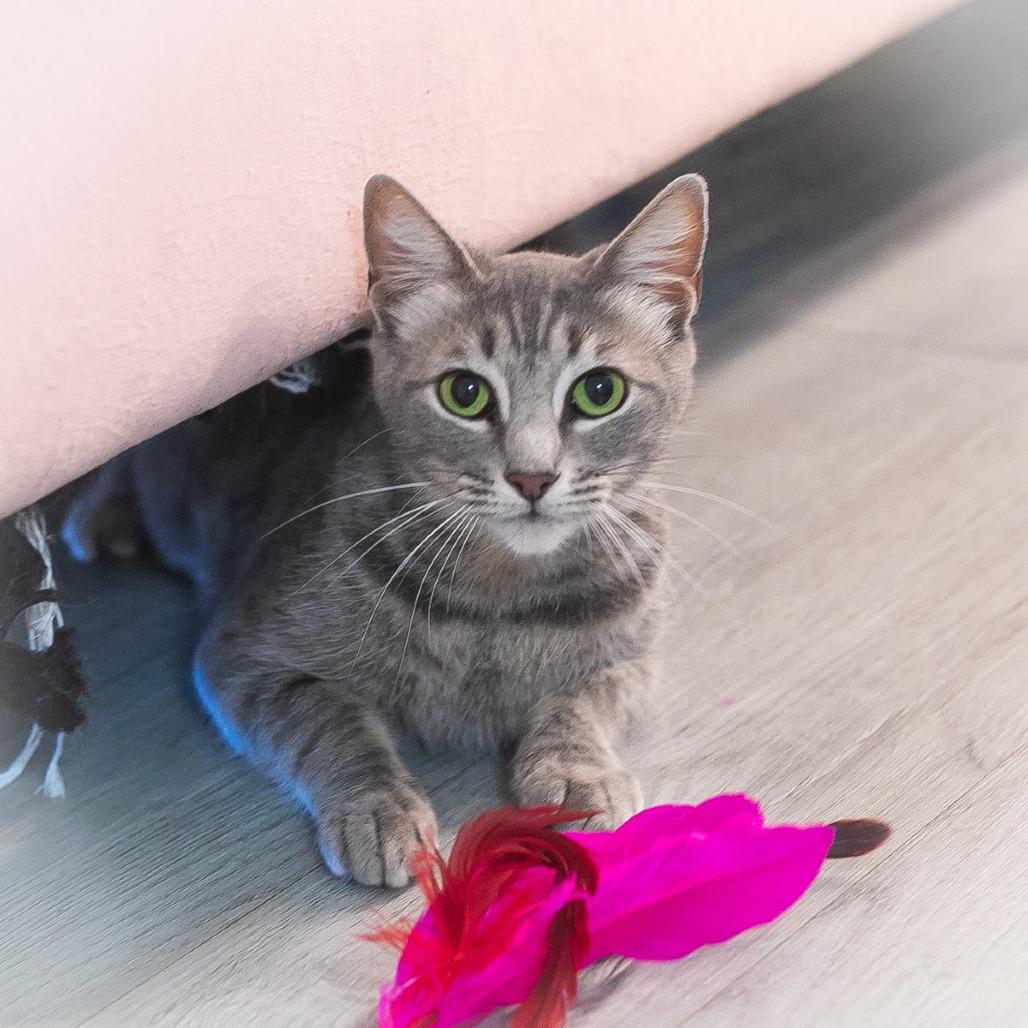 Enlarge Azalea, a Adoptable Domestic Short Hair in St. Augustine, FL image 2/4