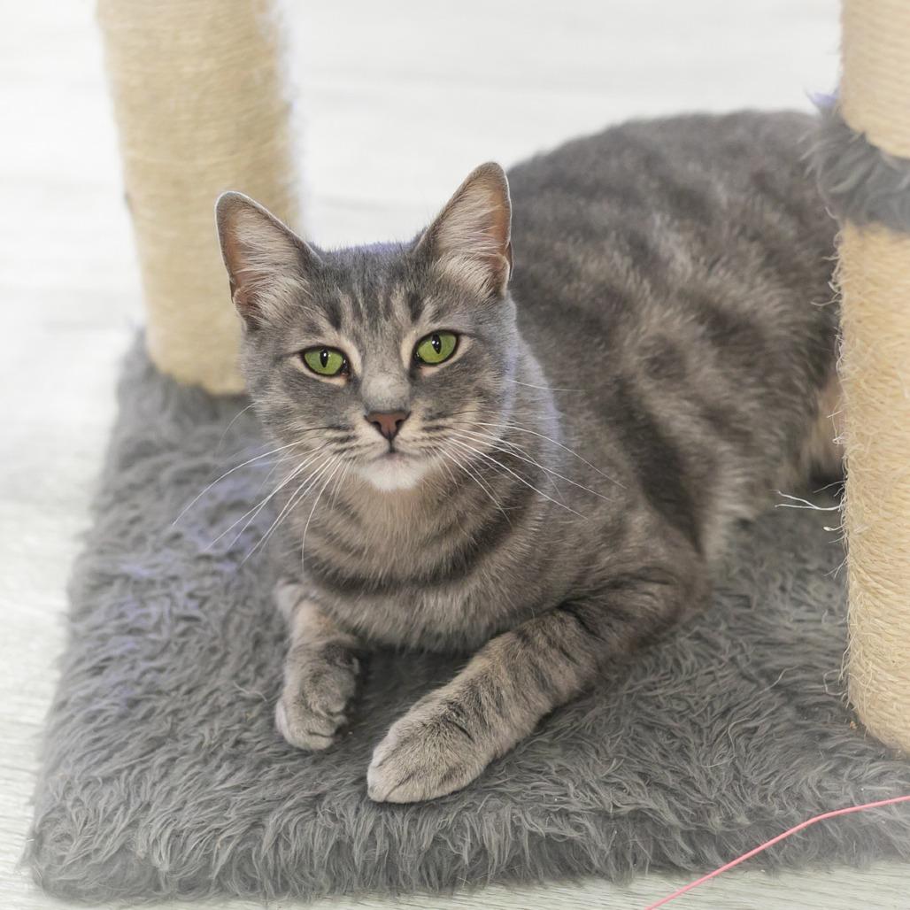 Enlarge Azalea, a Adoptable Domestic Short Hair in St. Augustine, FL image 3/4