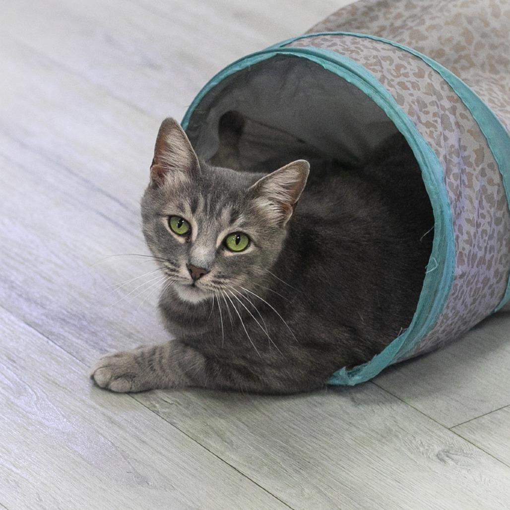 Enlarge Azalea, a Adoptable Domestic Short Hair in St. Augustine, FL image 4/4