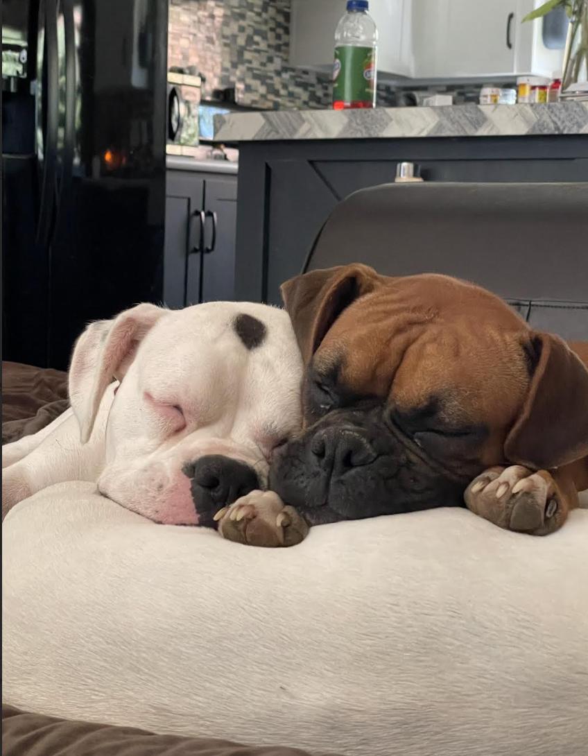 Enlarge Talon, a Adoptable Boxer in Pflugerville, TX image 4/4