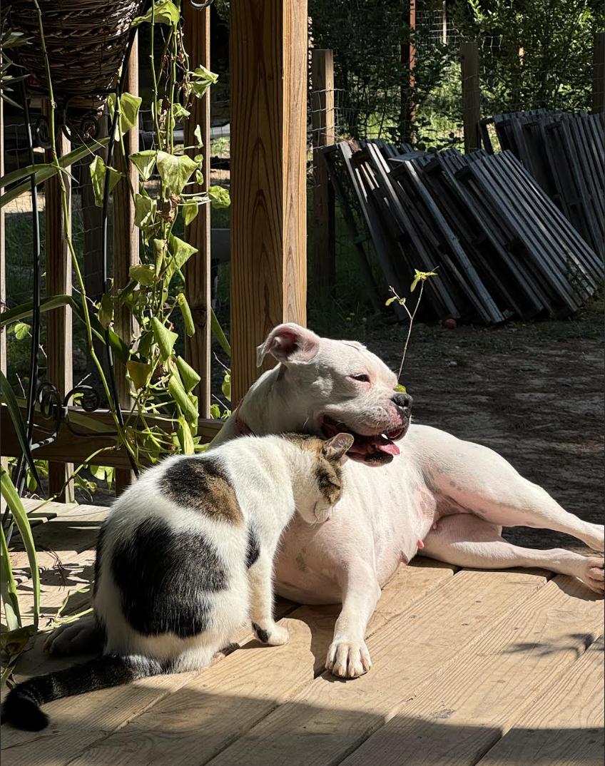 Enlarge Talon, a Adoptable Boxer in Pflugerville, TX image 3/4