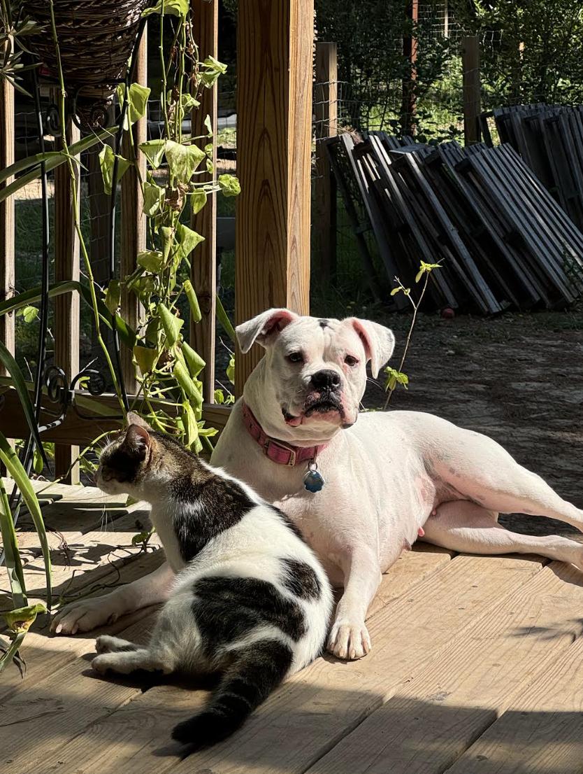 Enlarge Talon, a Adoptable Boxer in Pflugerville, TX image 2/4