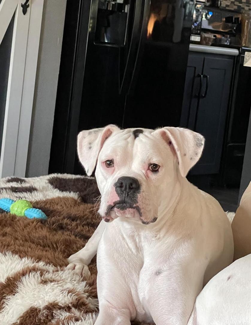 Talon, Adoptable, Adult Female Boxer.